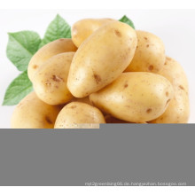 Neue Ernte Fresh Potato (200 g und mehr)